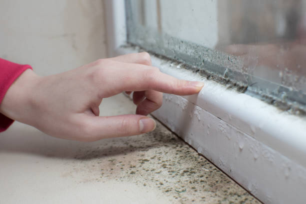 Best Real Estate Mold Inspection  in Chicopee, MA